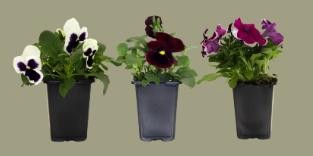 Grower Pots