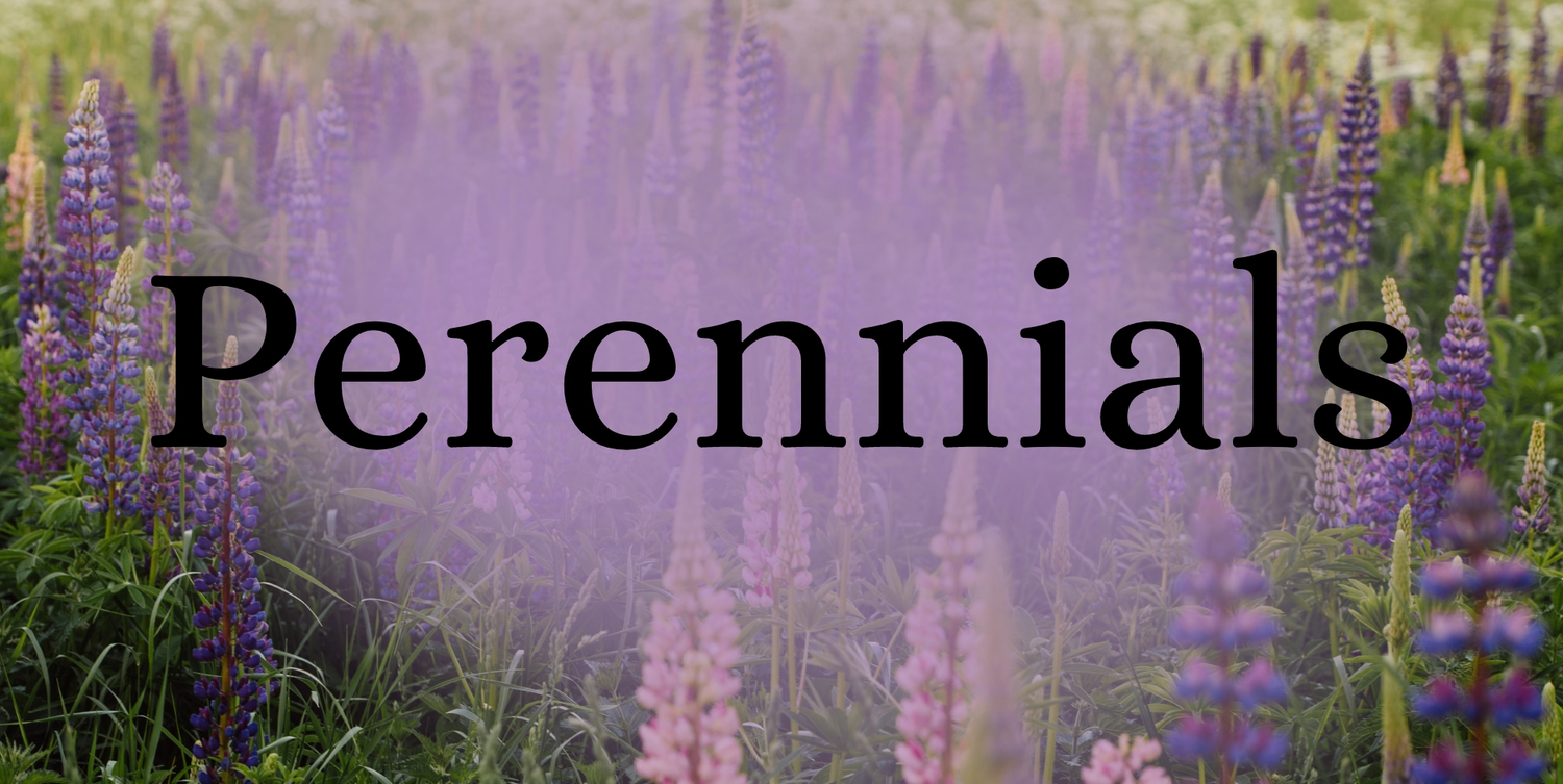 Perennials
