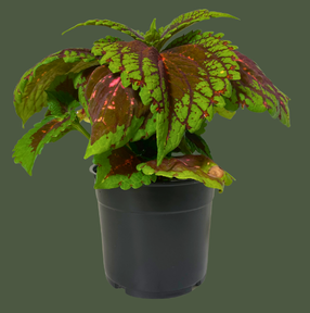 Foliage