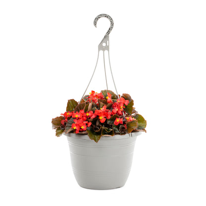 Begonia Red BL - 10" Basic HB
