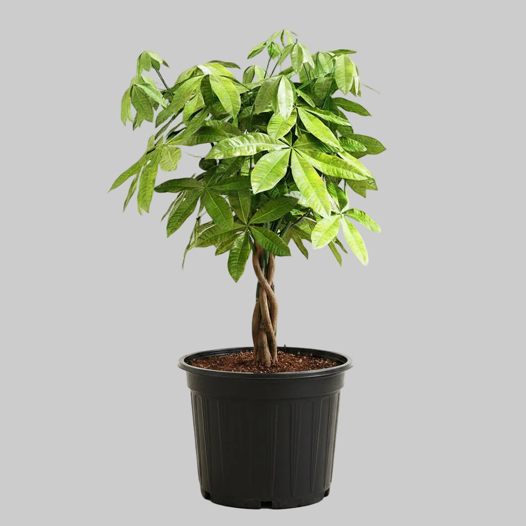 Money Tree - 10" (Large)