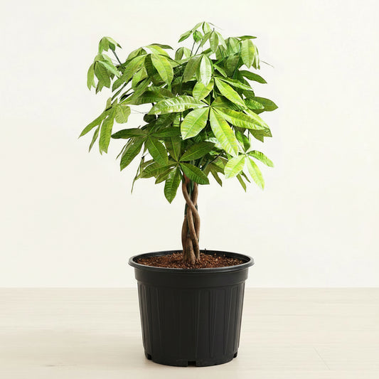 Money Tree - 10" (Large)
