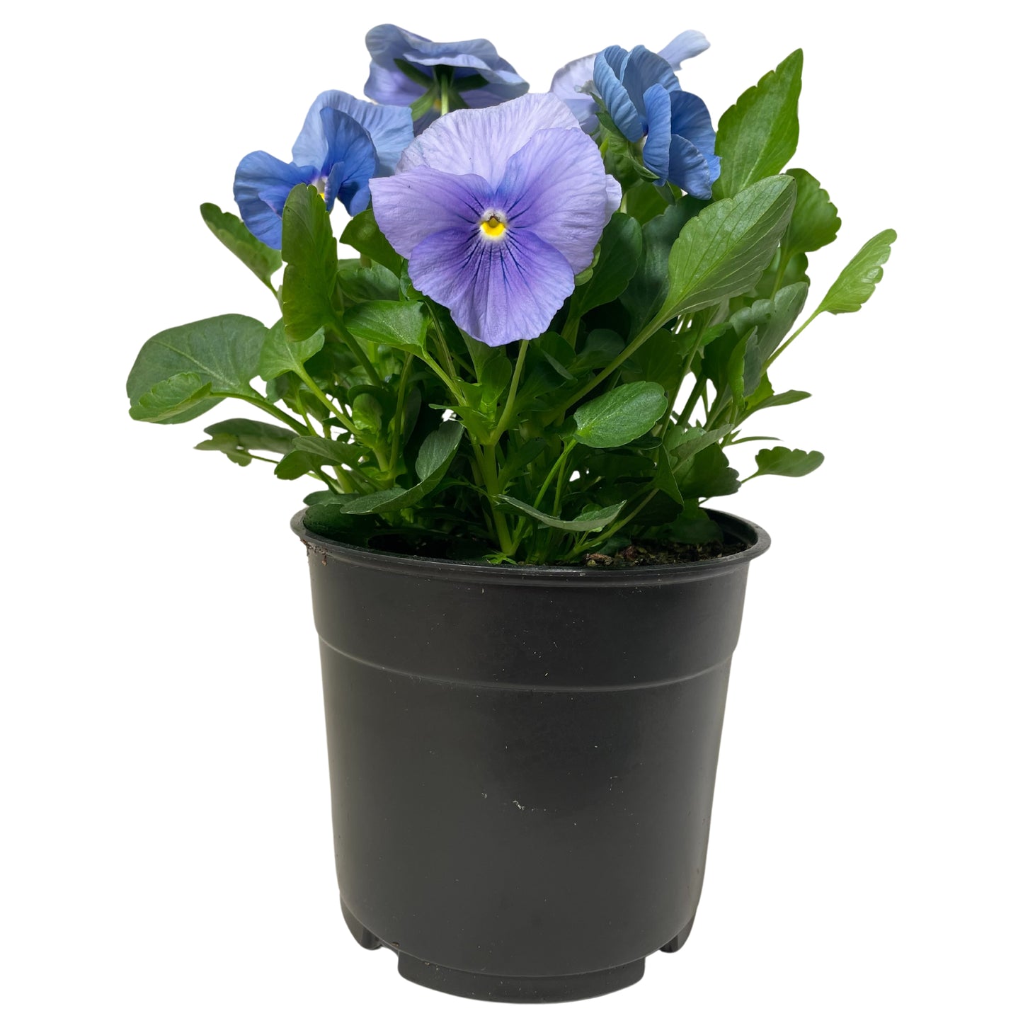 Pansy True Blue - 6"
