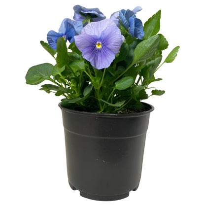 Pansy True Blue - 6"