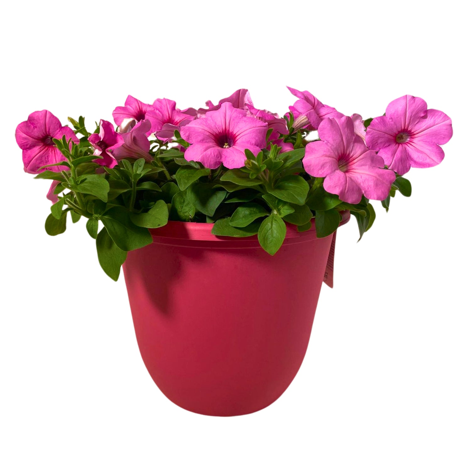 Wave Petunia - 10" Container