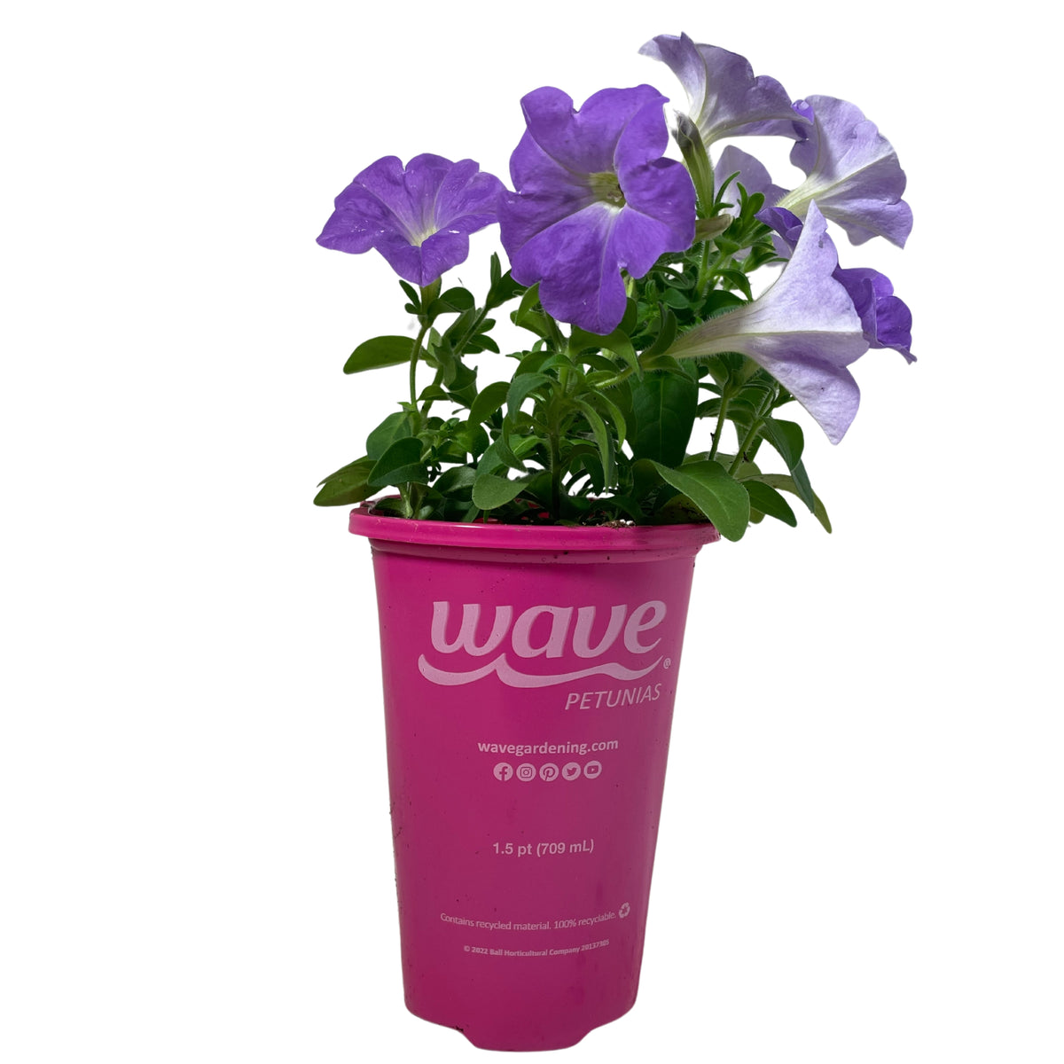 Wave Petunia-Blue - 1.5PT