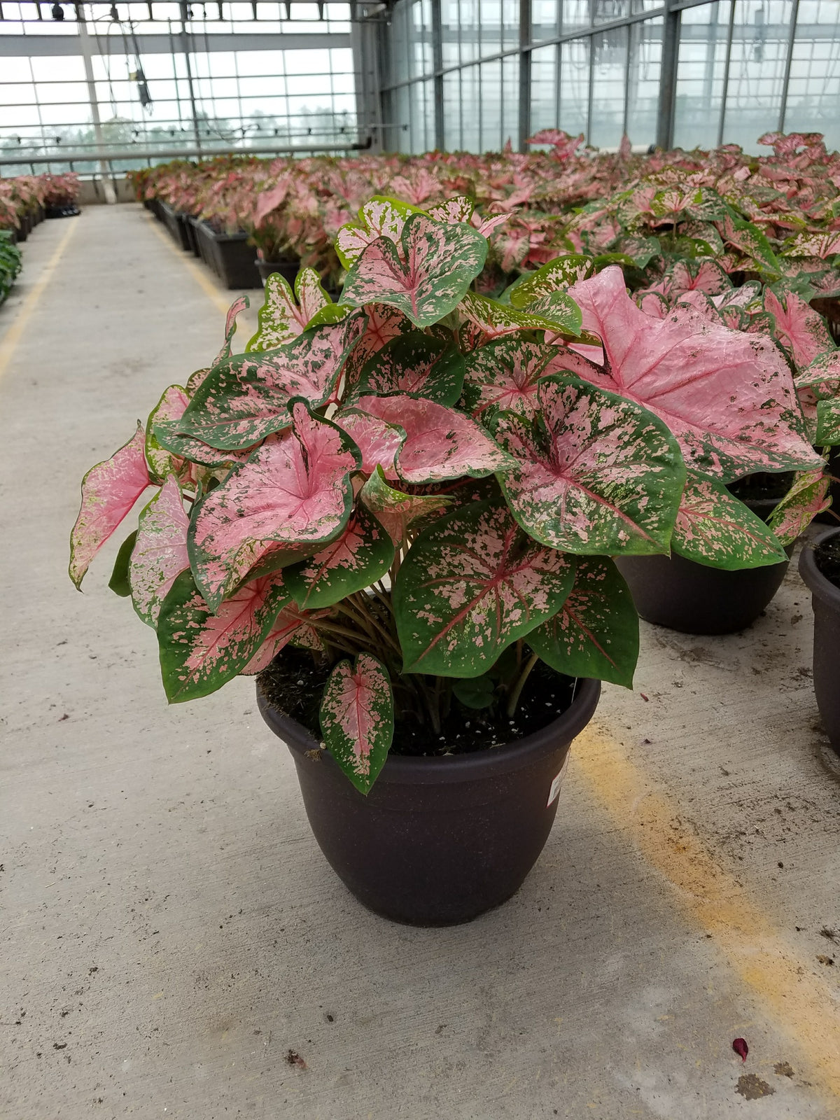 1.5G Caladium - Pink Beauty
