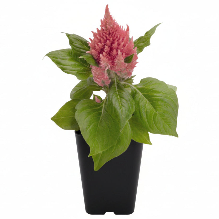 Celosia Pink - 4.0"