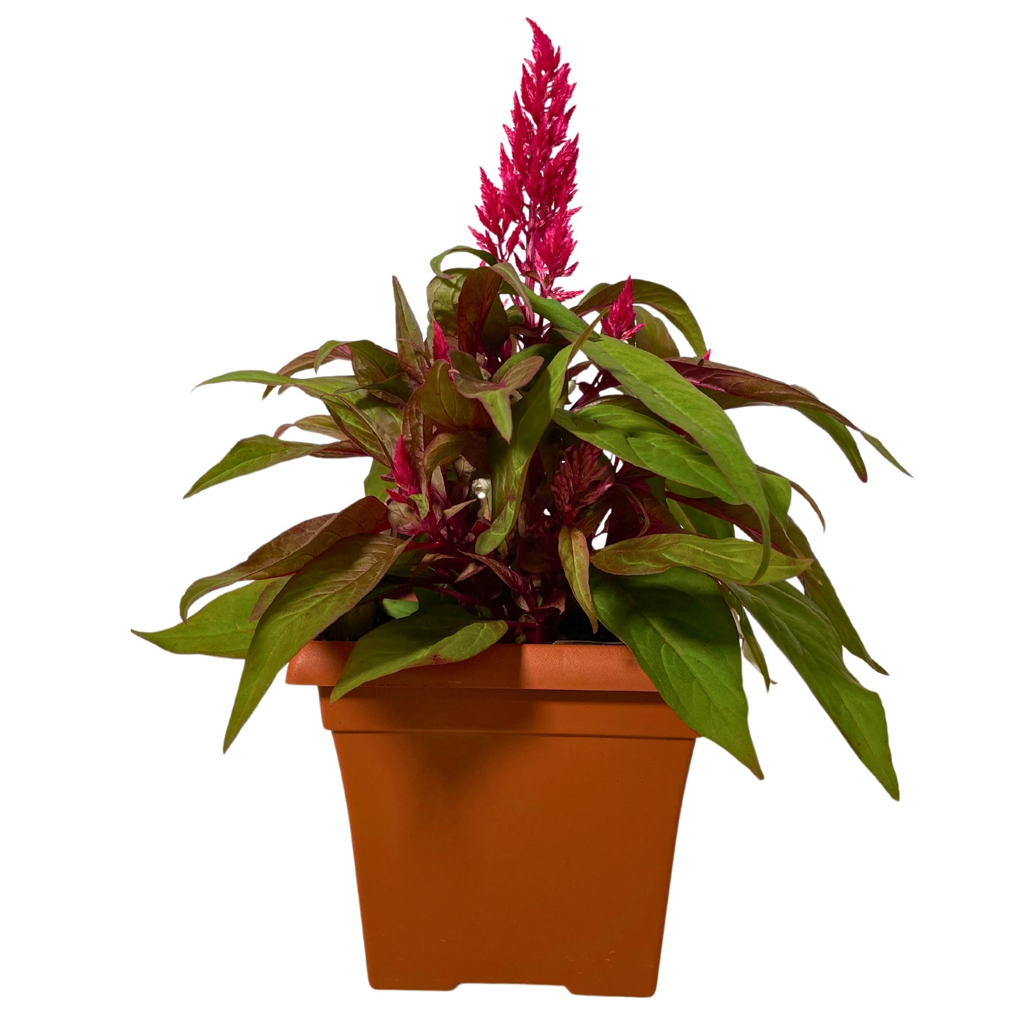 Celosia - 10"