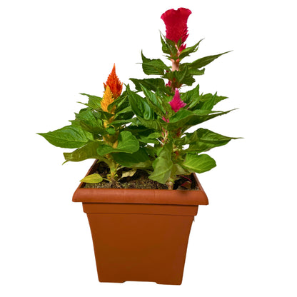 Celosia Glorious Mix 2 - 10"