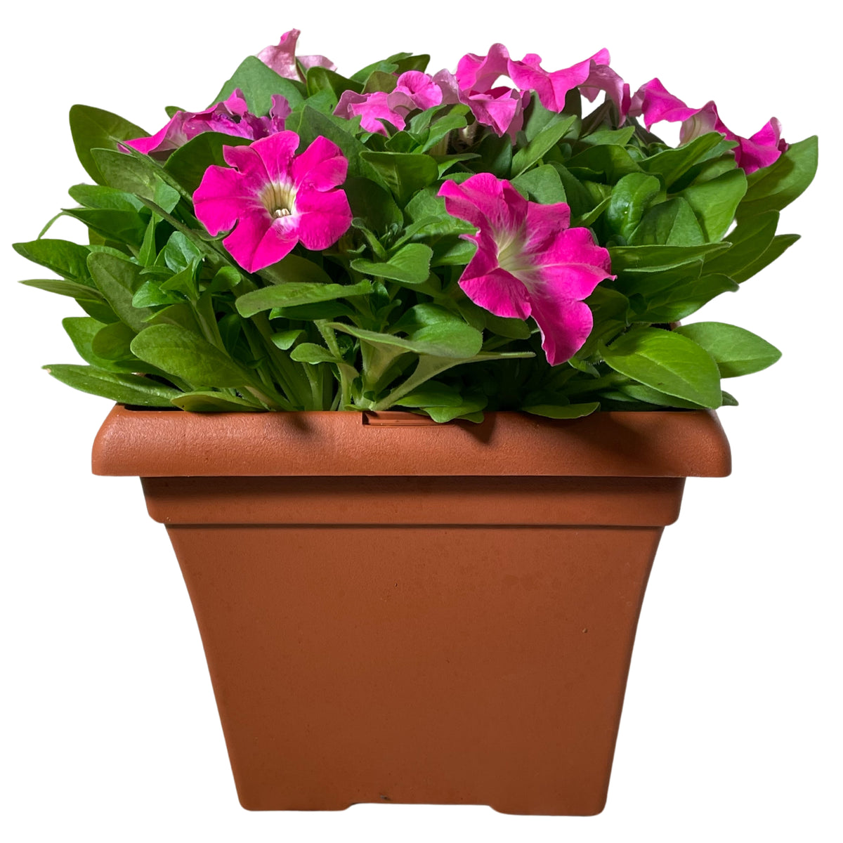 Petunia-Rose Morn - 1G