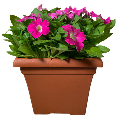 Petunia-Rose Morn - 1G