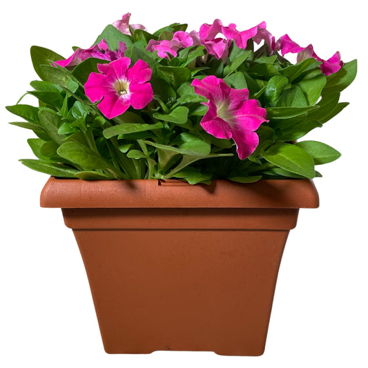 Petunia-Rose Morn - 1G