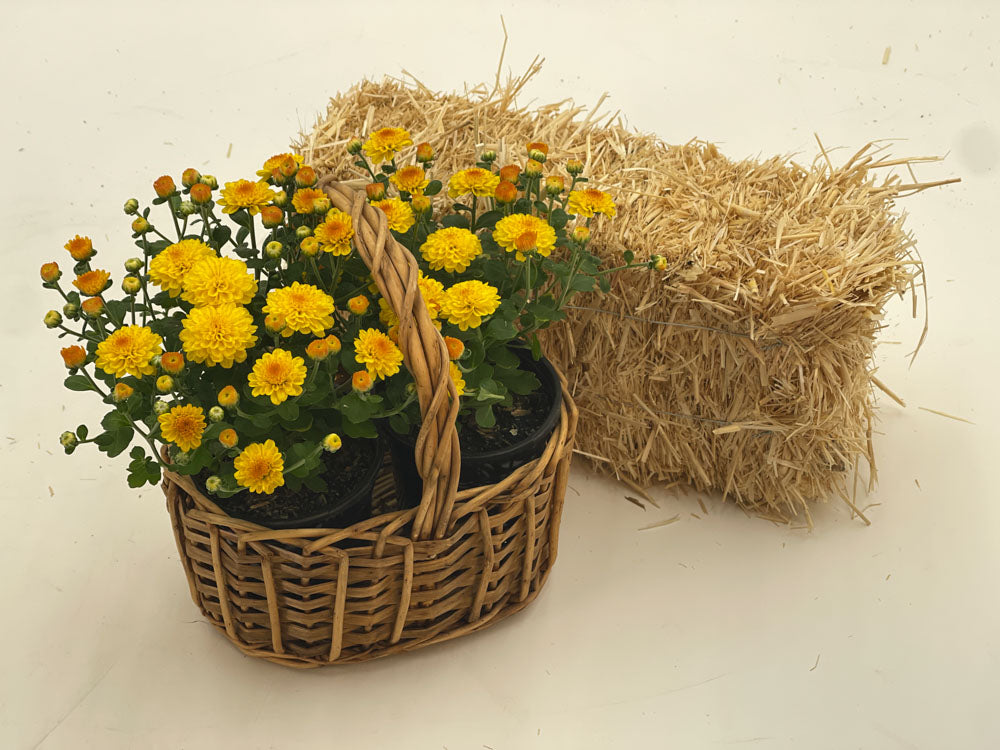 Yellow Mum - 1.0 PT (5 Pack)