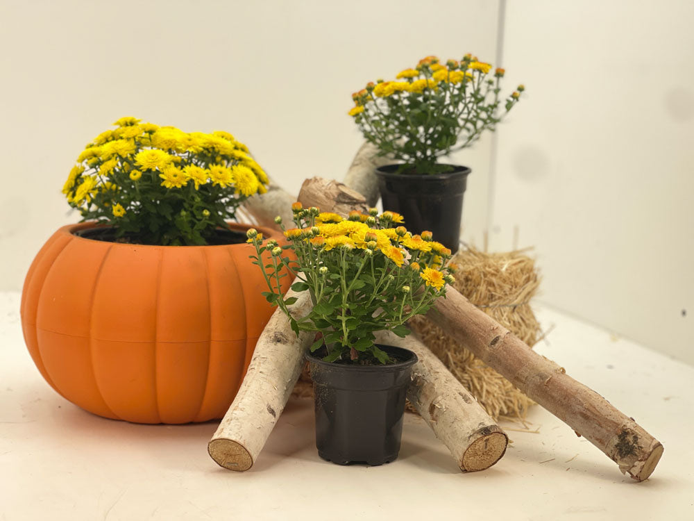 Yellow Mum - 1.0 PT (5 Pack)