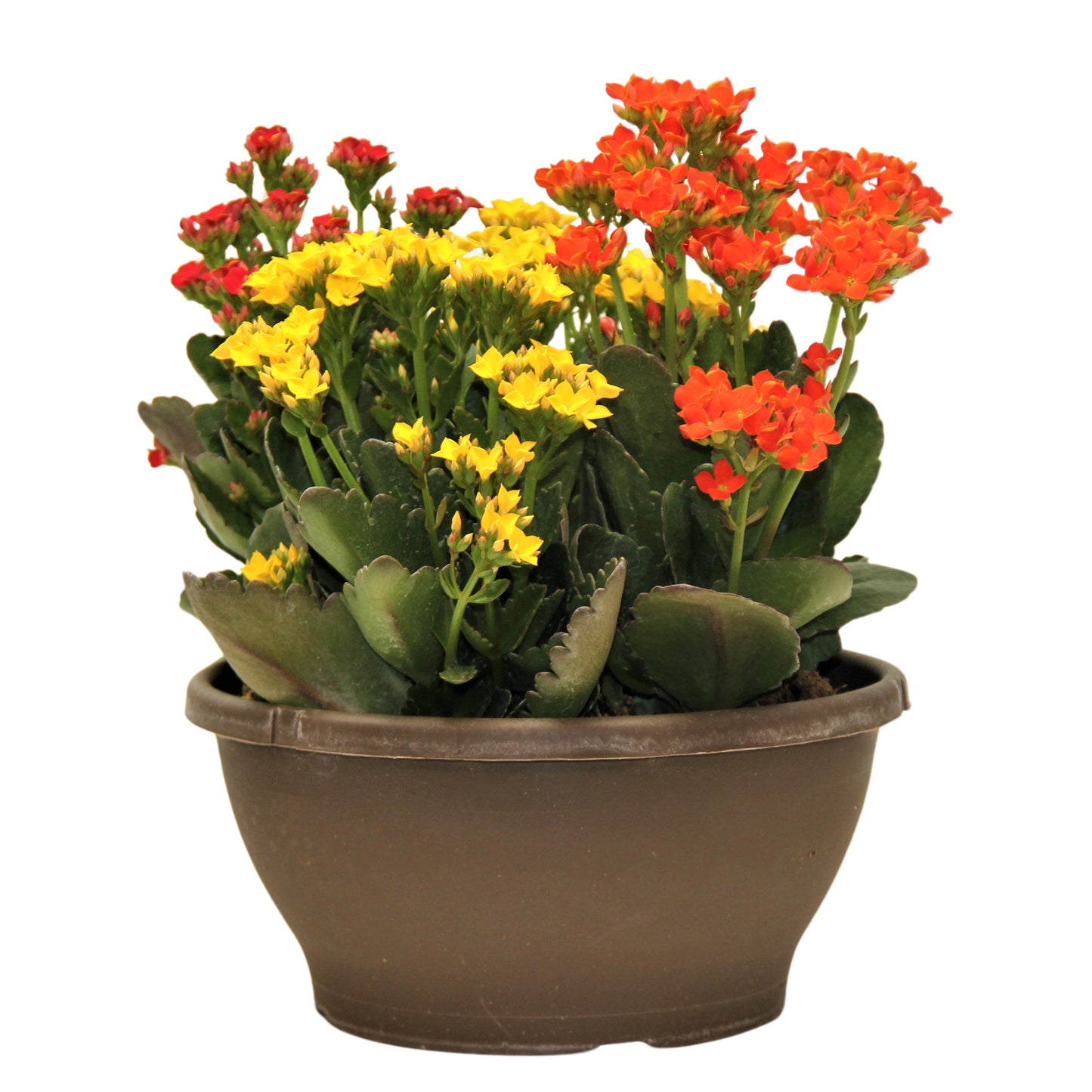 Kalanchoe Bowl - 10"