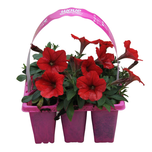 Petunia Wave Red - 406PK