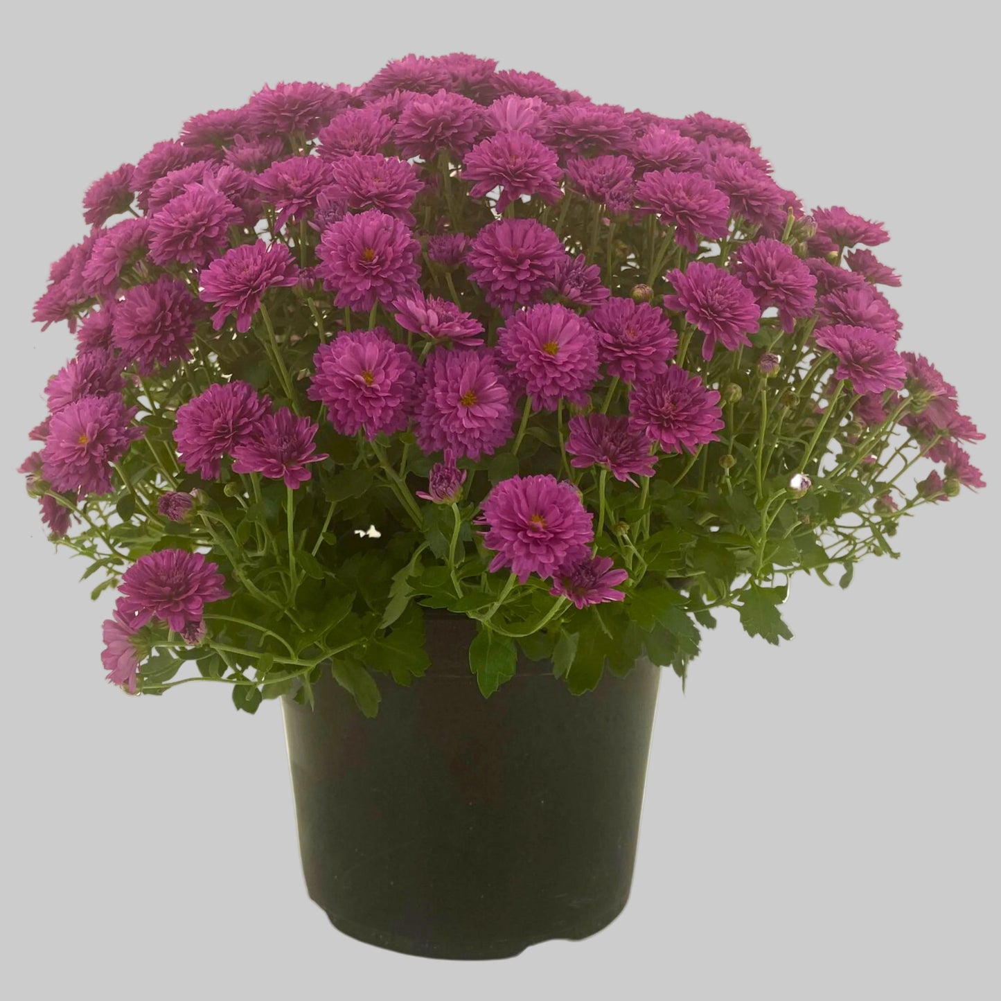 Mum Purple - 8.0"