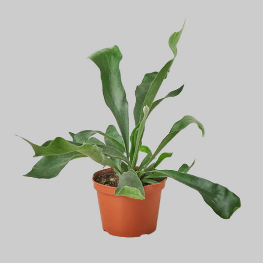 Fern Staghorn - 4.0"