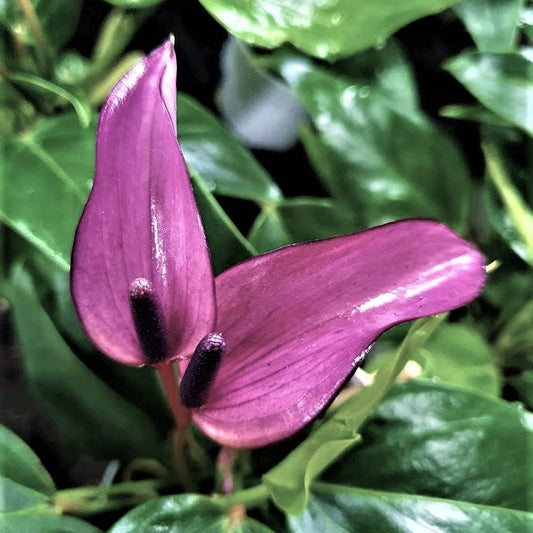 Anthurium Zizou - 4.0"