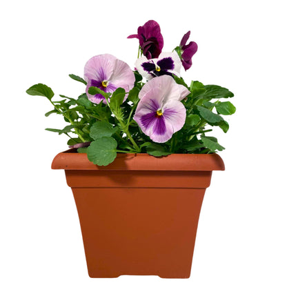 1G Pansy-Pink Shades