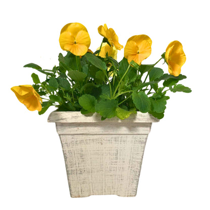 1G Pansy