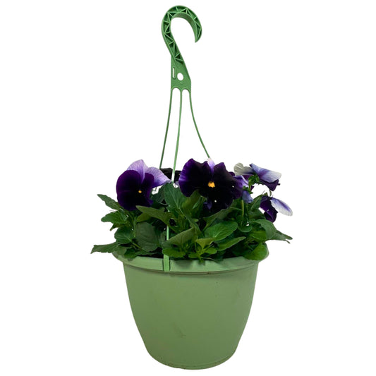 Pansy Purple - 10" Basic HB