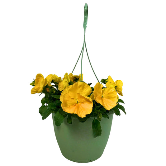 Pansy Yellow - 10" Basic HB