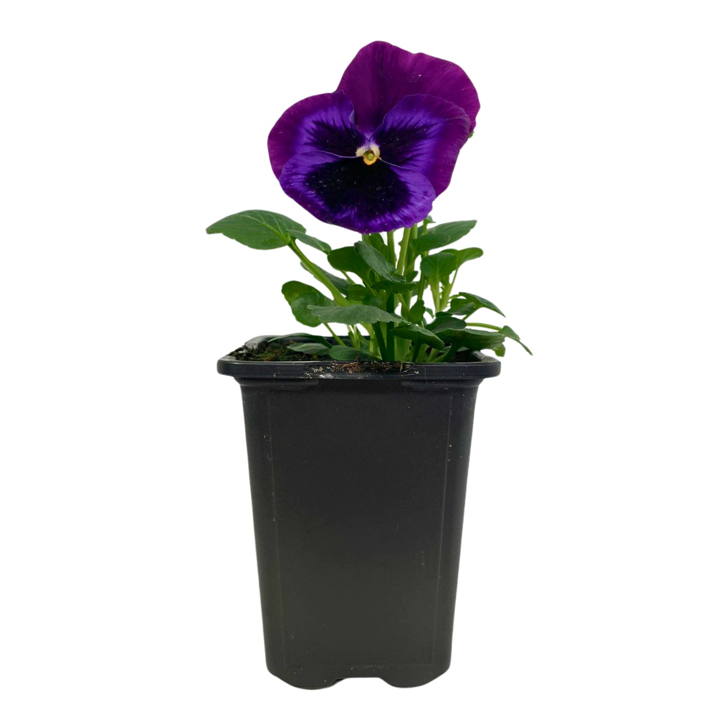 Pansy Neon Violet - 4.0" Pot
