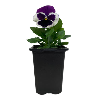 Pansy Violet And White - 4.0" Pot