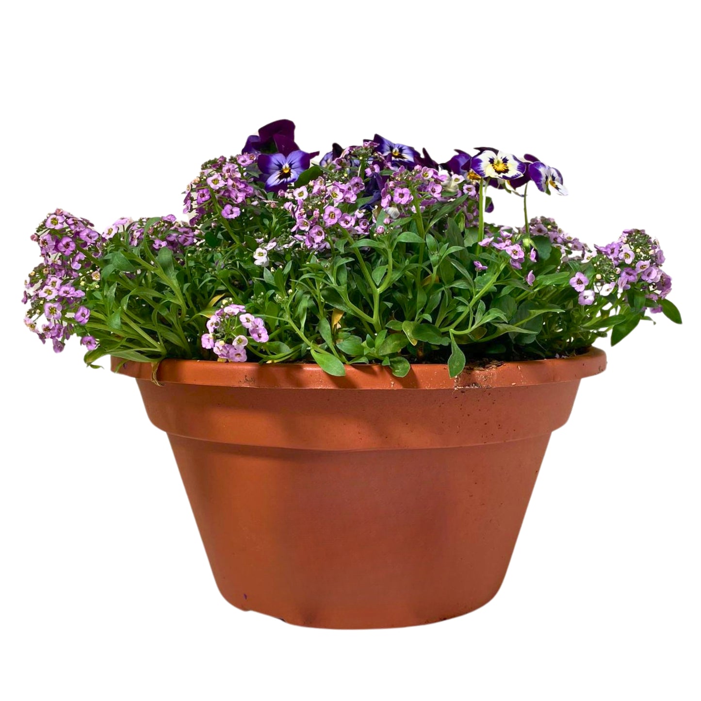 Spring Mix - 10" Combo