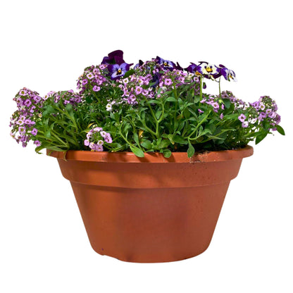 Spring Mix - 10" Combo