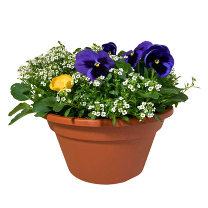 Winter Wonder - 10" Combo