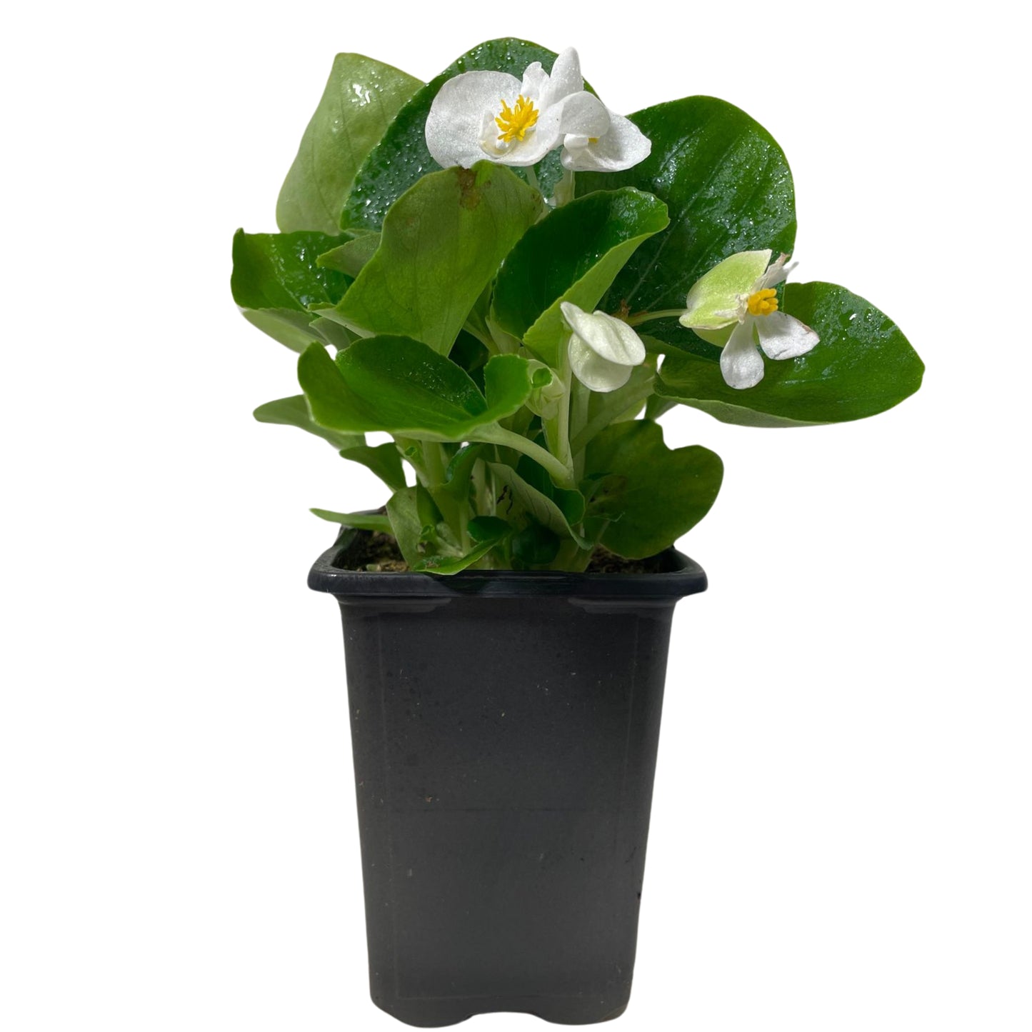 Begonia Green Leaf White - 4.0"