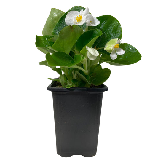 Begonia Green Leaf White - 4.0"