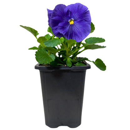 Pansy True Blue - 4.0" Pot