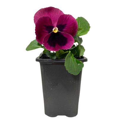 Pansy Pink Shades - 4.0" Pot