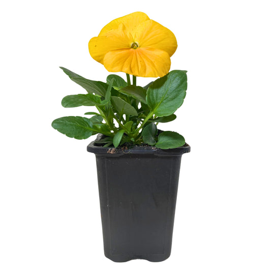 Pansy Clear Yellow - 4.0" Pot