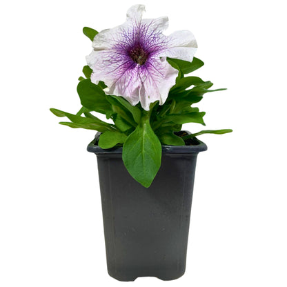Petunia Blue Vein - 4.0"