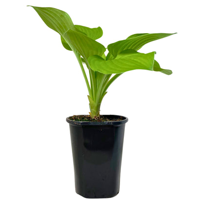 Hosta August Moon - 4.5" Pot