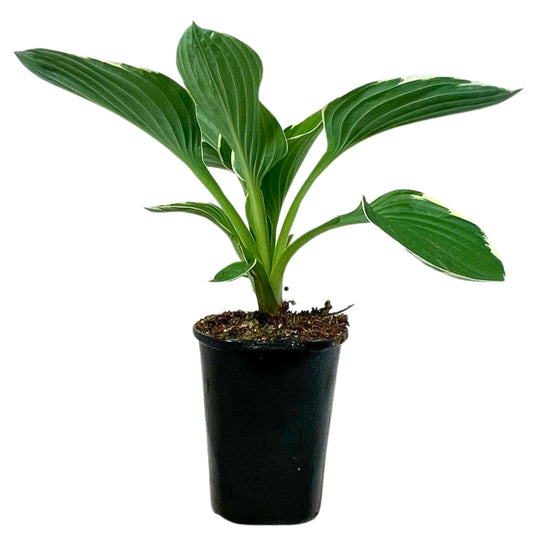 Hosta Francee - 4.5" Pot