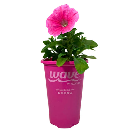 1.5PT Wave Petunia-Pink