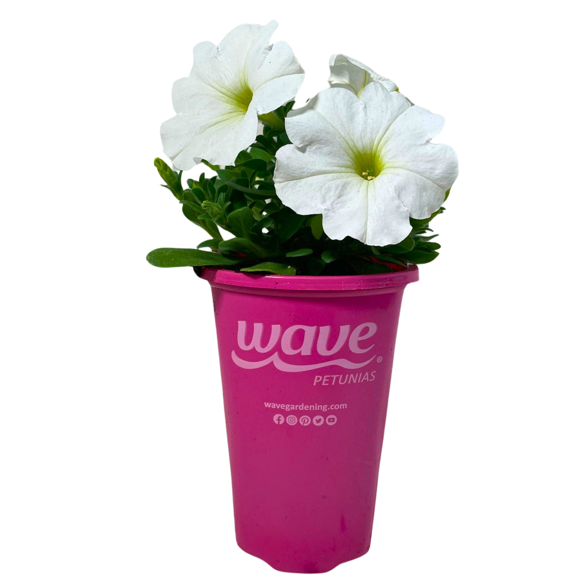 1.5PT Wave Petunia-White