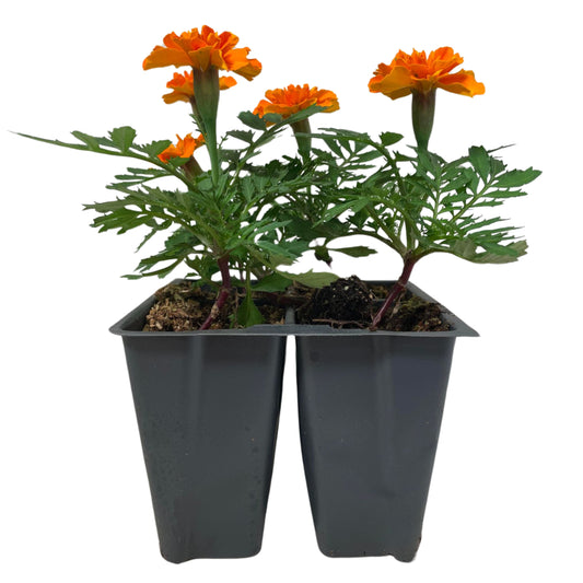 Marigold Orange - 4PK