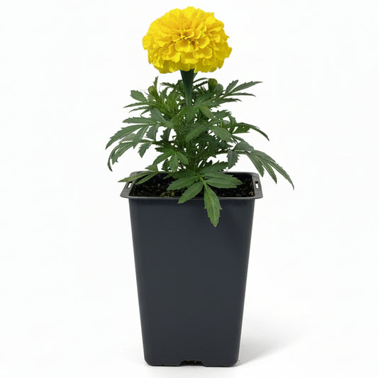 Marigold African Yellow - 4.0"