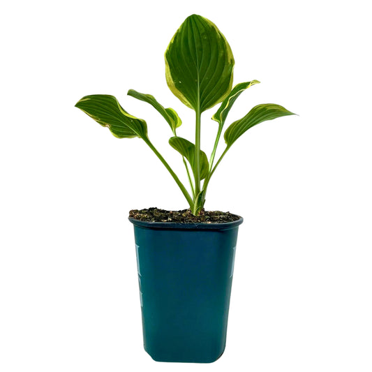 Hosta So Sweet - 8" Container
