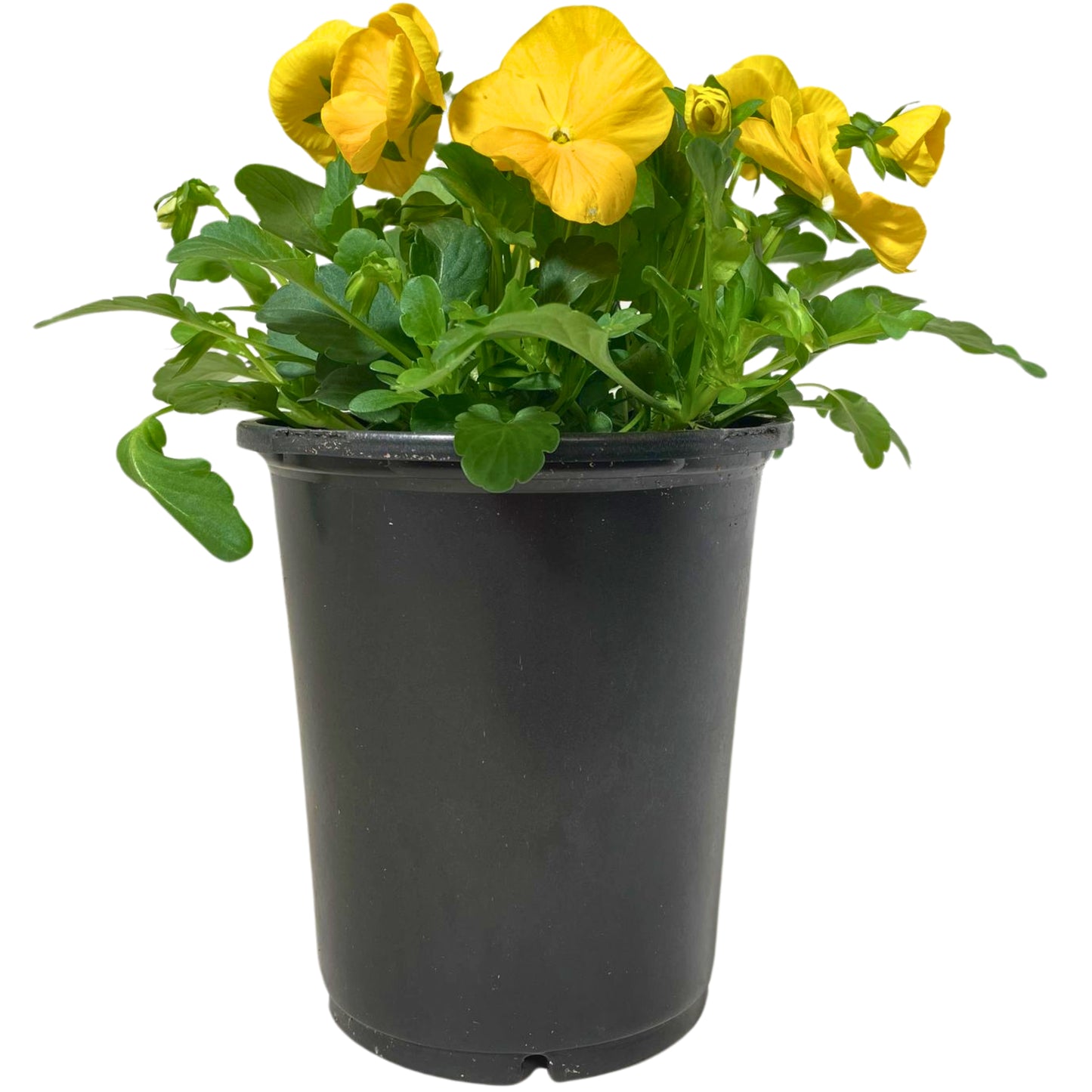 Pansy Yellow - 8" Container