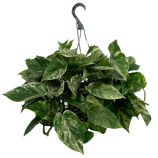 Pothos - 8.0" HB