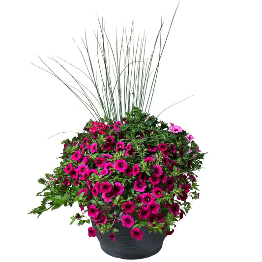 Endurable Cherry with Juncus - 16"