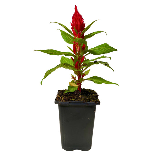 Celosia Red - 4.0"